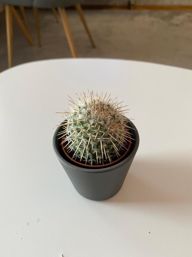 Apartment Cactus 021 ノヴィ・サド エクステリア 写真